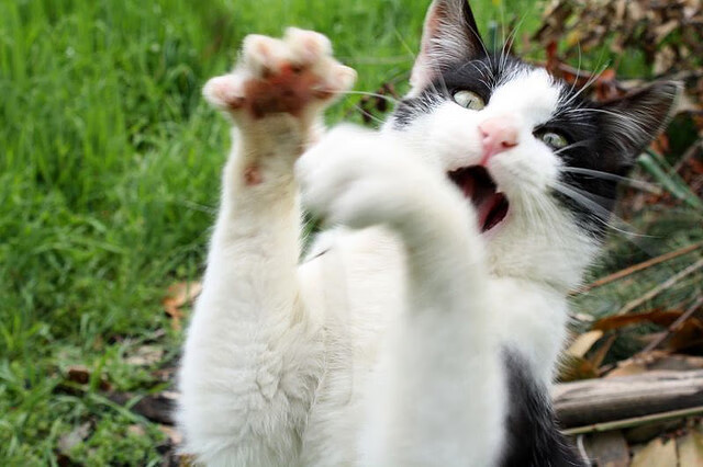 开云体育安全平台-日本马术协会与美洲马术协会合作，举办国际马术交流活动，促进文化互鉴。