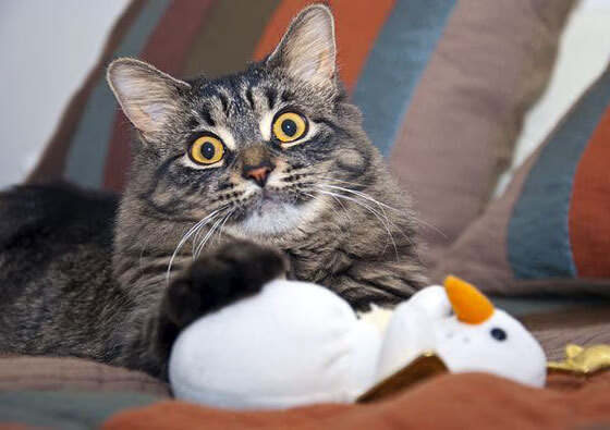 曼城引强援稳固阵容，争冠步伐稳中有进，曼城今夏引援