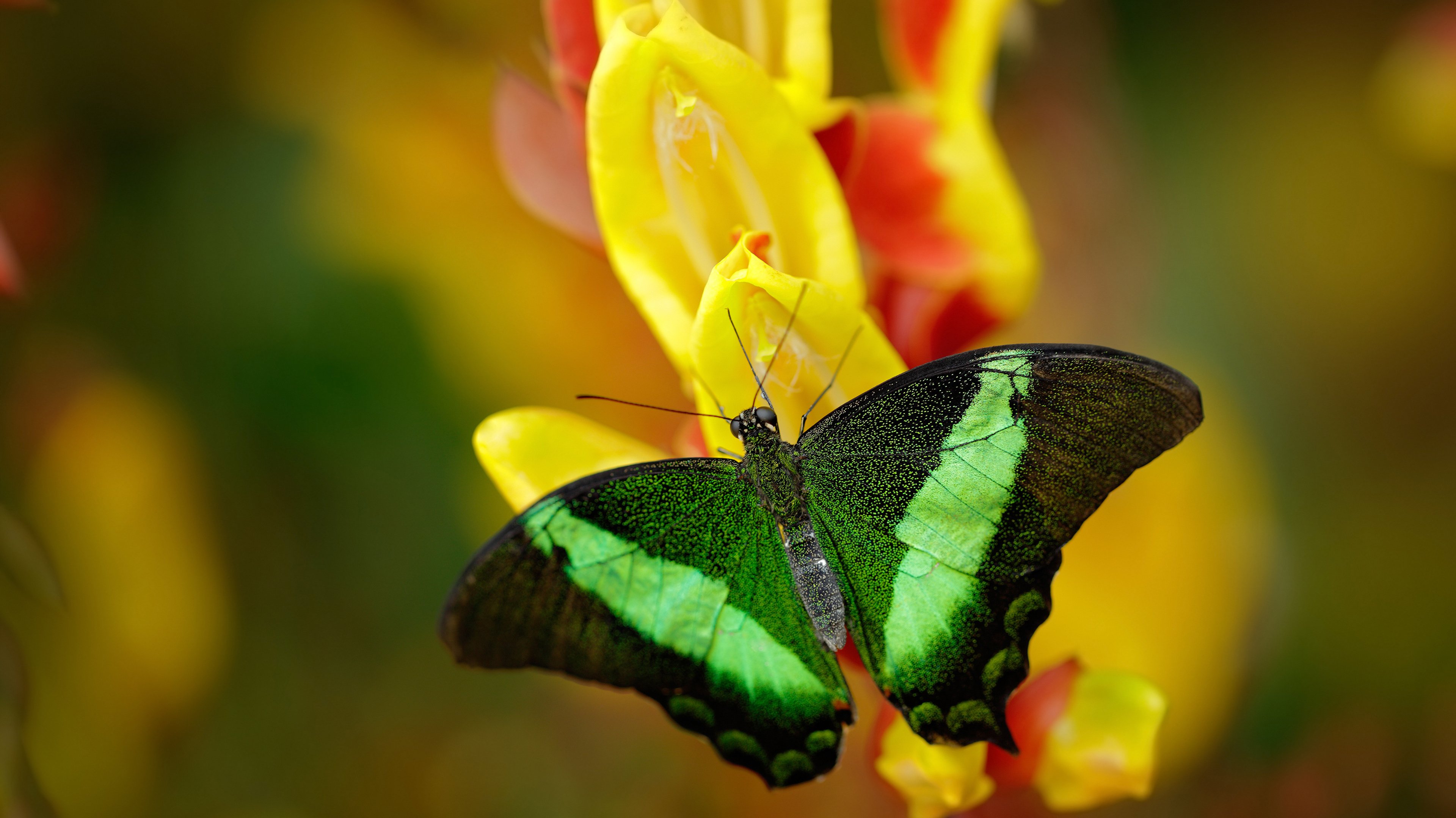 英雄联盟Cosplay盛典：谁的英雄最还原？，coser英雄联盟