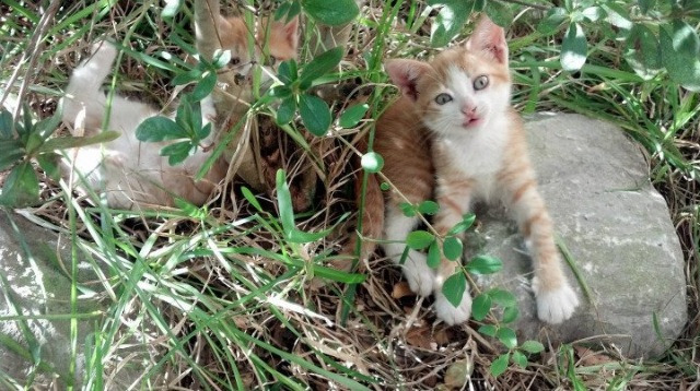 山东泰山对阵天津天海，谁将在比赛中力压对手取胜？，山东泰山对青岛比赛集锦