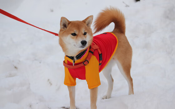 开云APP下载-强手如云！豪门球队之间的较量备受瞩目，豪门足球球队