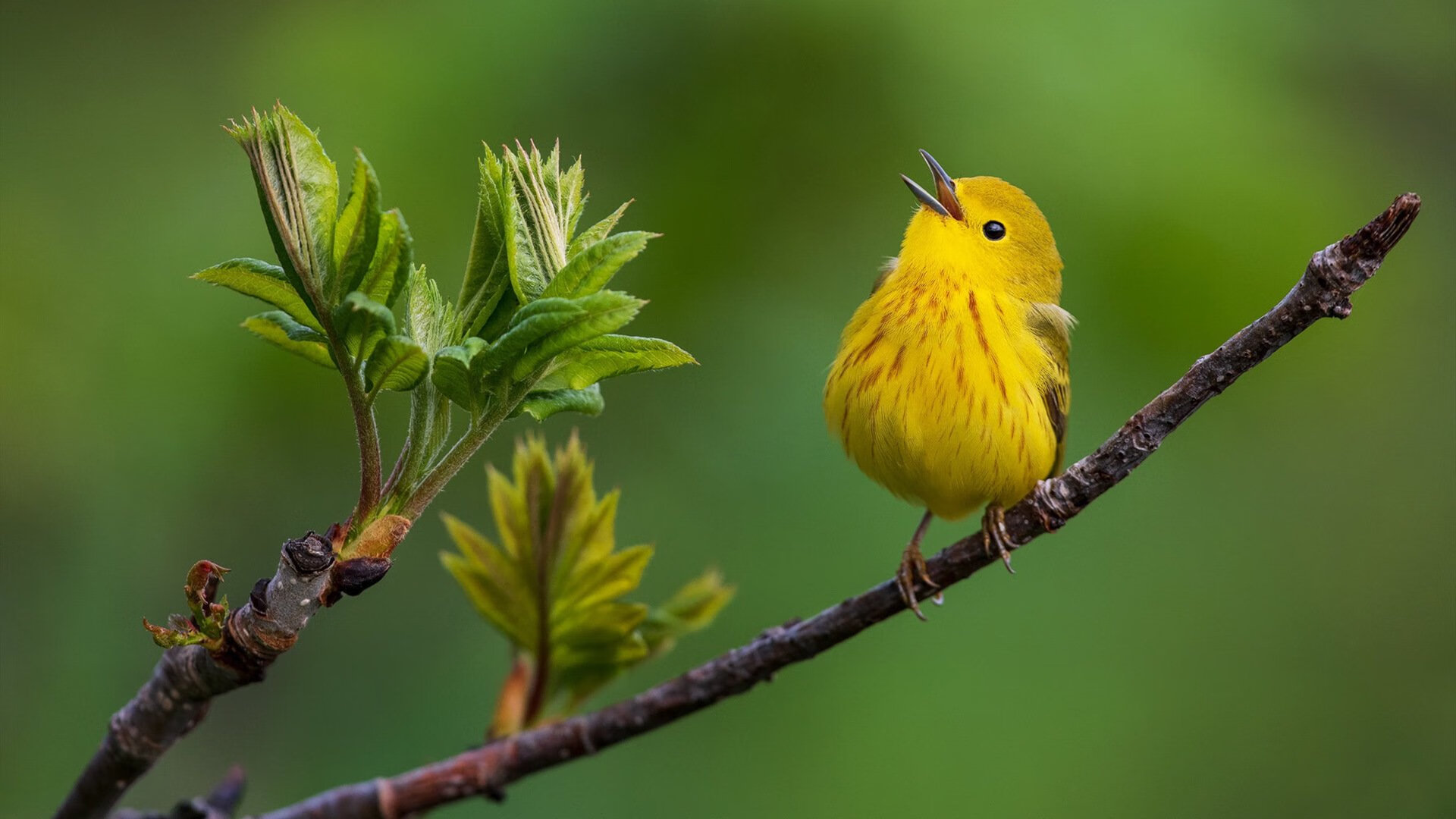 世界青少年网球挑战赛北京站亿万关注，国际青少年网球排名