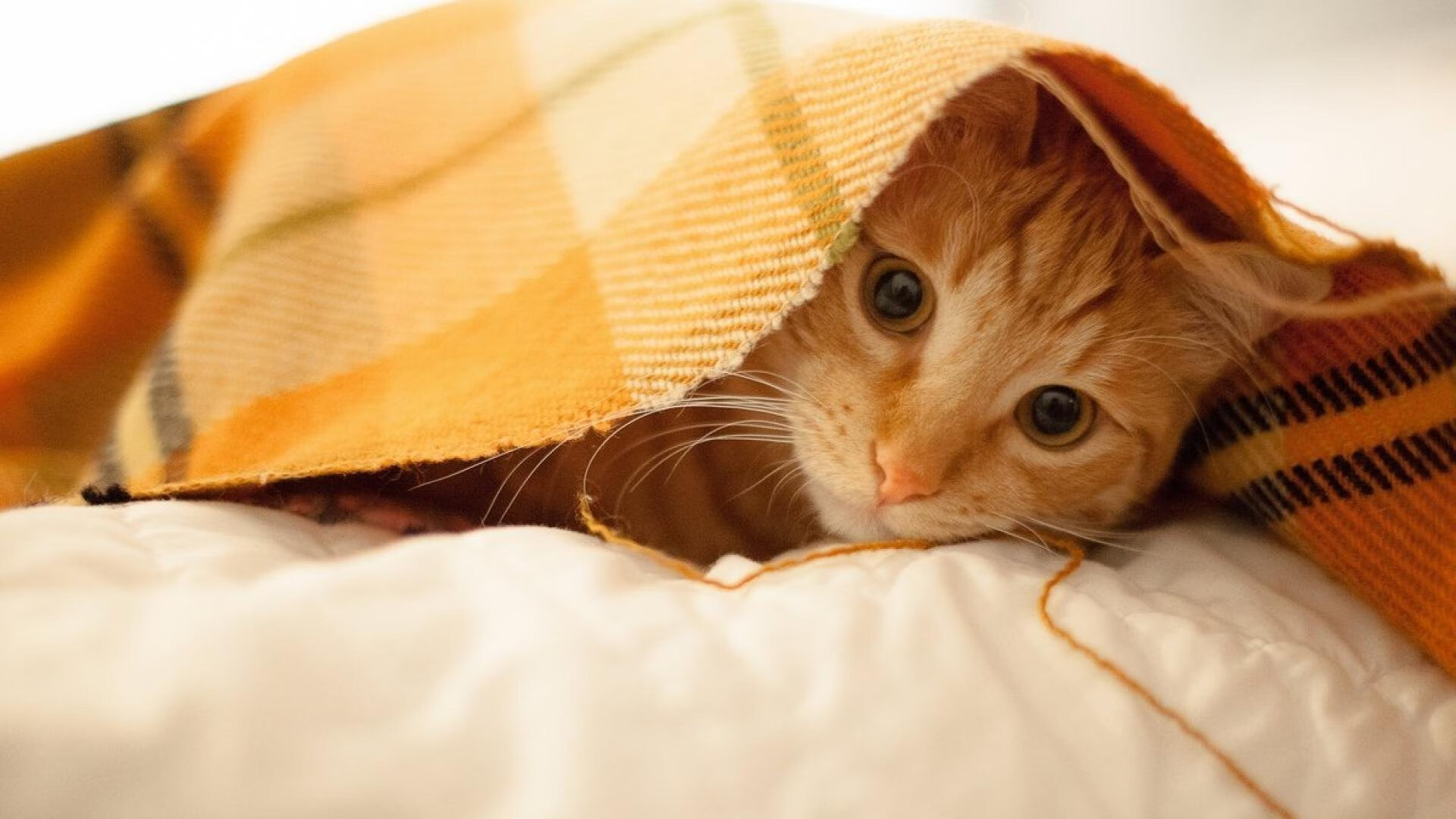 PSG球员反思表现，期望东山再起，psg esports