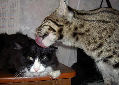 开云体育下载入口-中后场传球转向能力是否成为破解压迫核心方式，中后卫传球