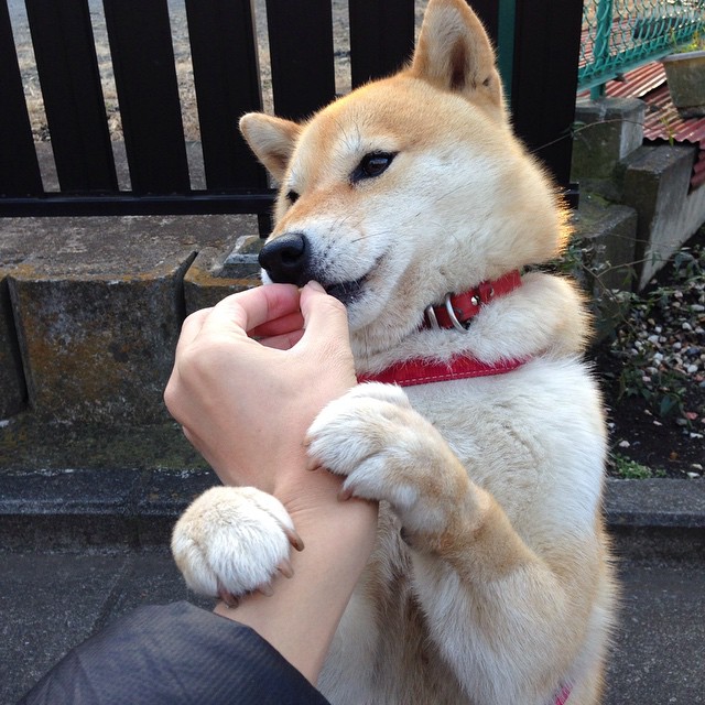 开云体育APP下载-中超联赛国家队夺冠 球迷纷纷点赞，2021中超夺冠规则